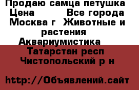 Продаю самца петушка › Цена ­ 700 - Все города, Москва г. Животные и растения » Аквариумистика   . Татарстан респ.,Чистопольский р-н